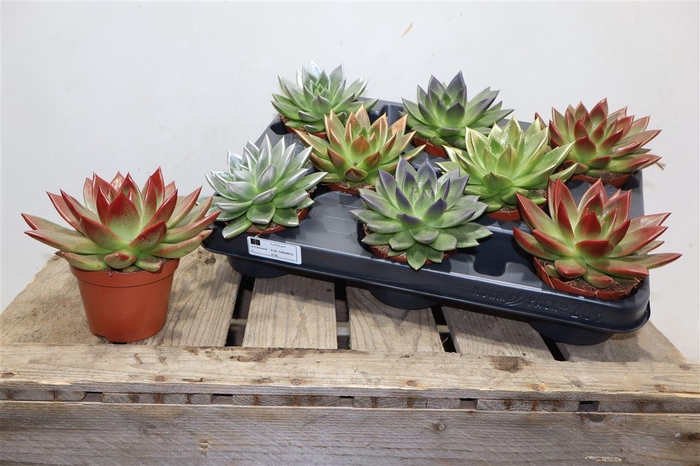 <h4>Echev Miranda Paint Tip Mixed</h4>