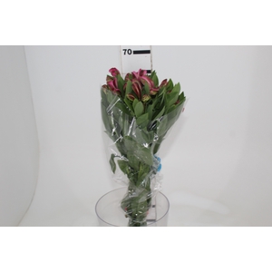 ALSTROEMERIA JUMBO 070 CM ROSA