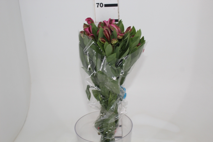 <h4>ALSTROEMERIA JUMBO 070 CM ROSA</h4>