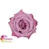 R Gr Moody Blues! Lavander 50cm EC