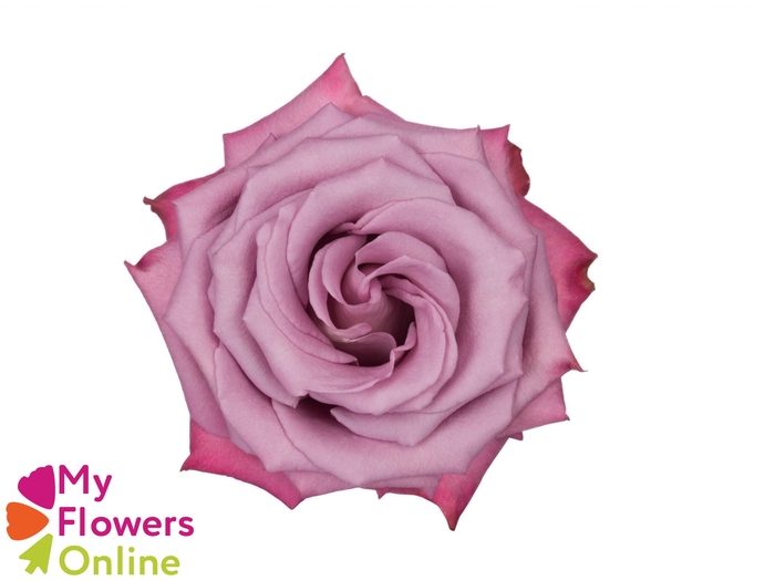<h4>R Gr Moody Blues! Lavander 60cm EC</h4>