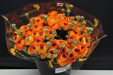 <h4>Cloni Super Oranje</h4>