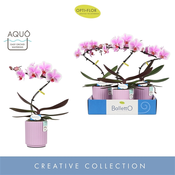 <h4>Balletto Spinturn 1 spike in Molise Lilac Aquo</h4>