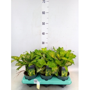 Dracaena surculosa 'Florida Beauty'