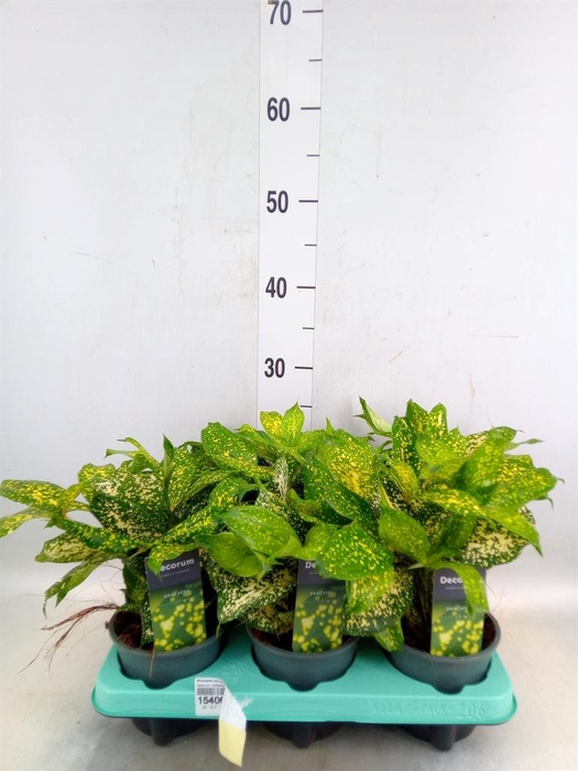 <h4>Dracaena surculosa 'Florida Beauty'</h4>