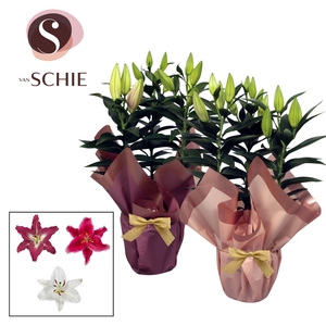 Oriental p17 Rondella GARDEN LOVE Pink