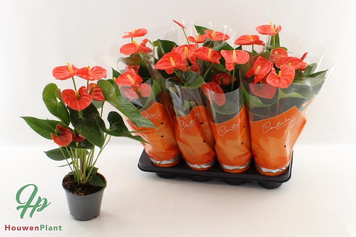 <h4>ANTHU AN SIER ORANGE</h4>