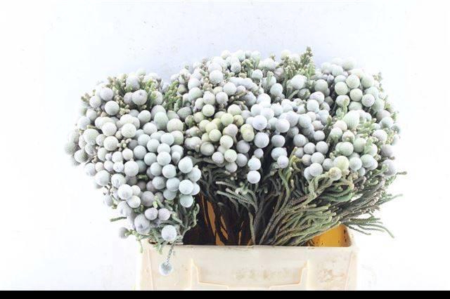 <h4>BRUN LAEVIS</h4>