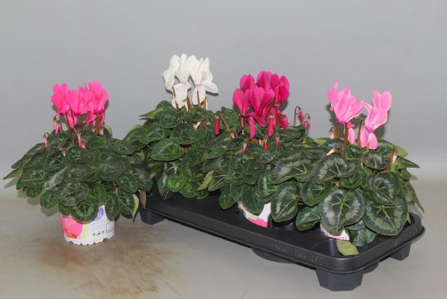 <h4>CYCL GR SUP XL</h4>