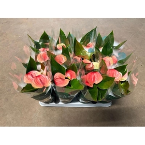 Anthurium Andr. Sunset