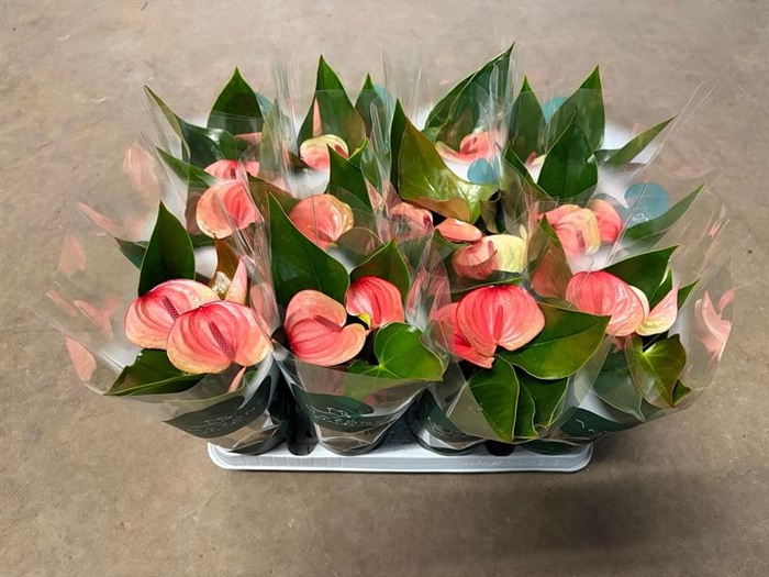 <h4>Anthurium Andr. Sunset</h4>