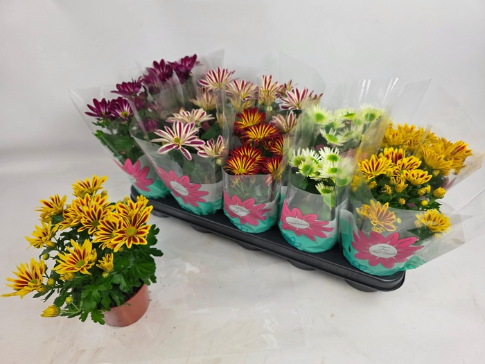 <h4>CHRYS GEM 5 KL</h4>