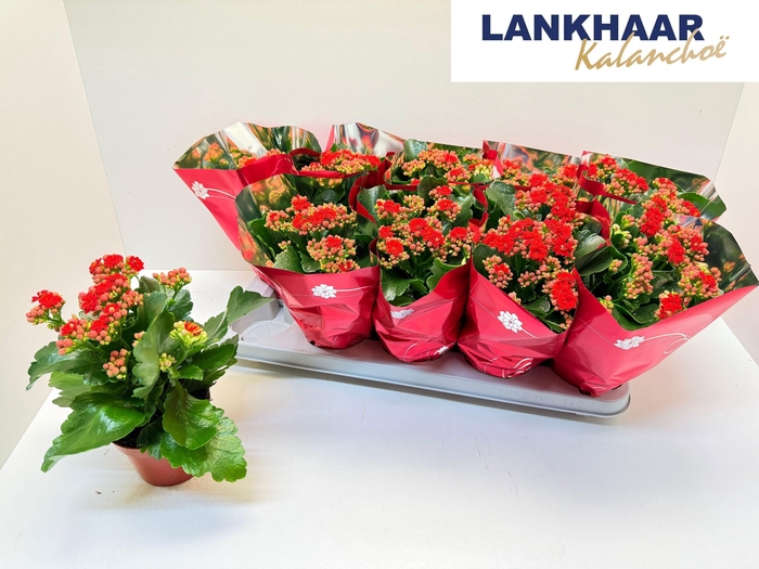 <h4>KAL GE PERFECTA RED</h4>