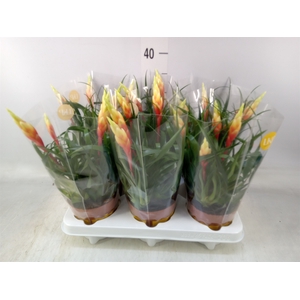 Vriesea  'Shannon'