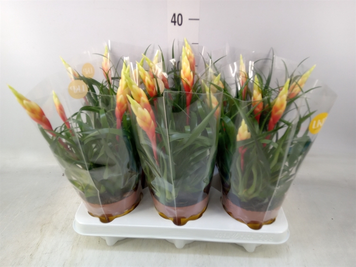 <h4>Vriesea  'Shannon'</h4>