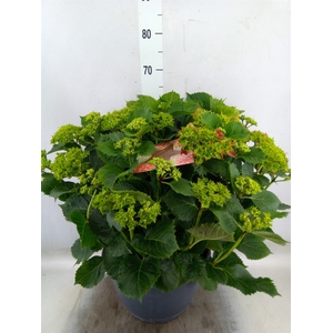 Hydrangea mac.
