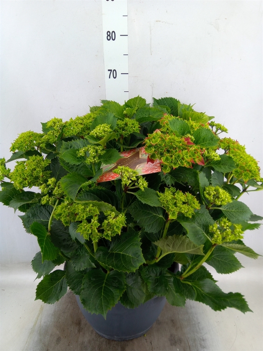 <h4>Hydrangea mac.</h4>