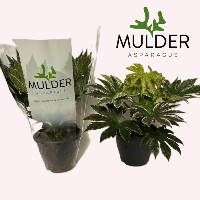 <h4>Fatsia Variegata</h4>