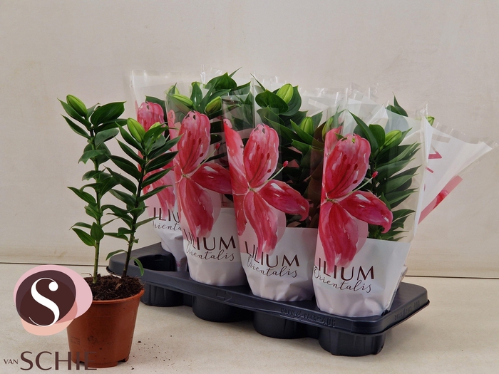 <h4>LIL OR SOUVENIR</h4>