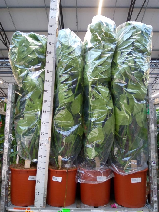 <h4>Monstera delic.</h4>