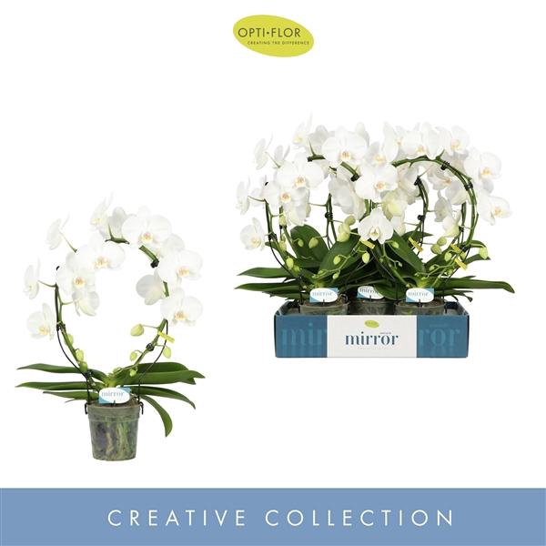 <h4>Mirror Miracle Aurora 2 spike</h4>