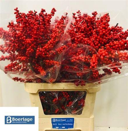 <h4>Ilex Ve Rode Bes</h4>