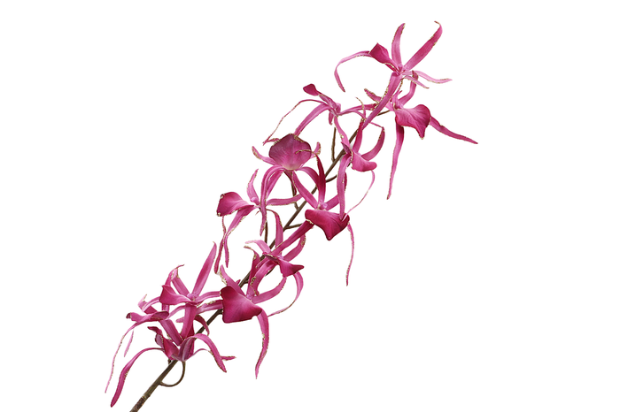 <h4>Oncidium Pink Velvet Diamond FL430093PNK</h4>