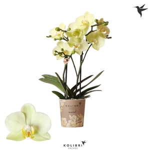 Kolibri Phal 2-Tak Cali