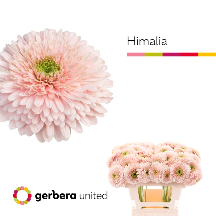 <h4>Gerbera Pomponi Himalia Water x40</h4>
