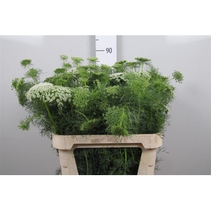 Ammi Vis Casablanca