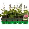 Astilbe chinensis Visions in Pink