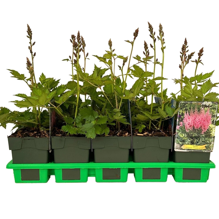 Astilbe chinensis Visions in Pink