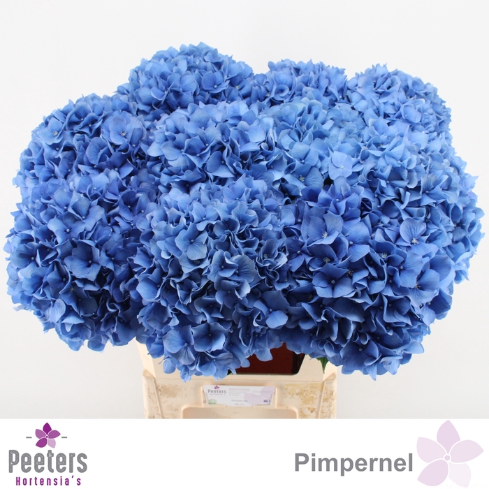 <h4>HYDR M CH PIMPERNEL</h4>