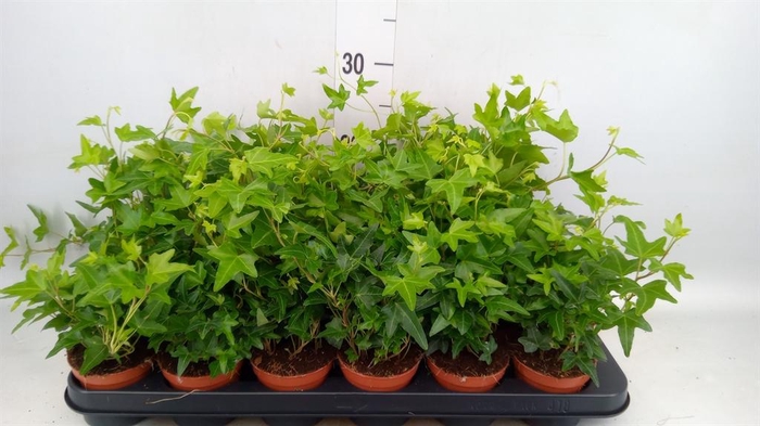 <h4>Hedera helix 'Jacobine'</h4>