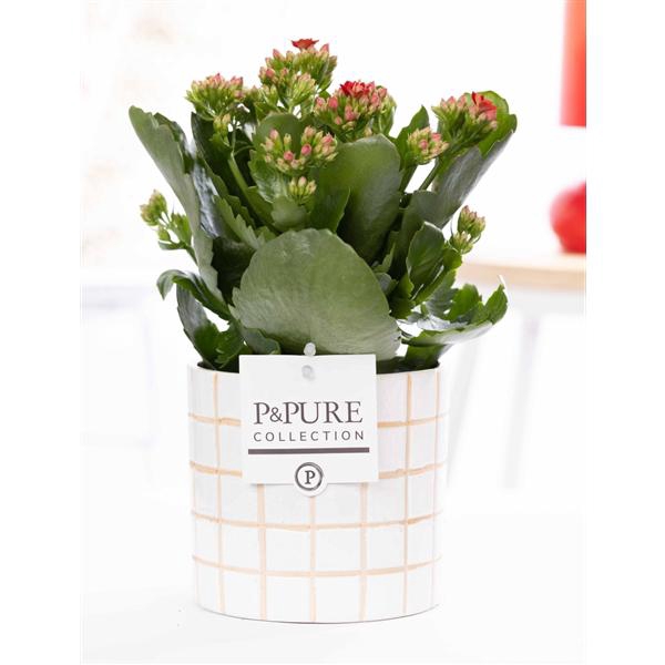 <h4>Kalanchoe red in P&PURE Tirza ceramics</h4>