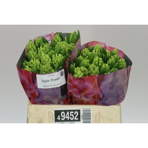 Hyacinthus Or Dark Ocean