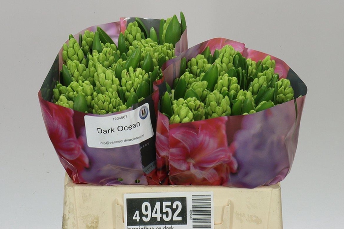 <h4>Hyacinthus Or Dark Ocean</h4>