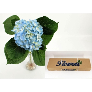 Hydr M Therese Blue In Box X35