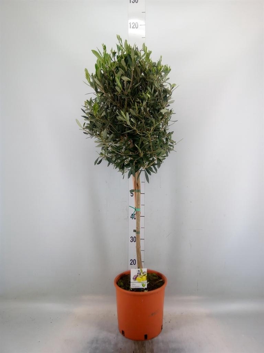 <h4>Olea europaea</h4>