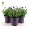 Lavandula Anouk