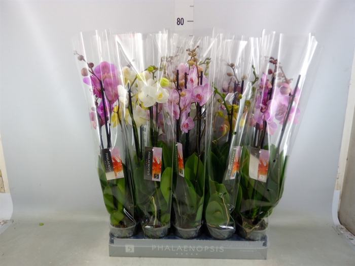 <h4>Phalaenopsis   ...mix  7</h4>