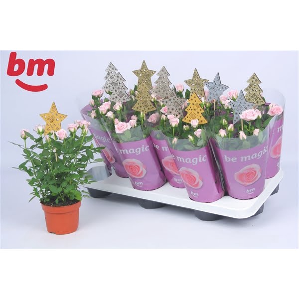 <h4>Rosa Baby Jewel Beau Monde (10,5 cm) met bijsteker kerst</h4>