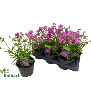 PHLOX PANICUL GRP OV