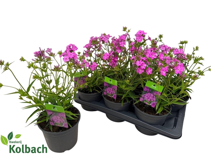 <h4>PHLOX PANICUL GRP OV</h4>