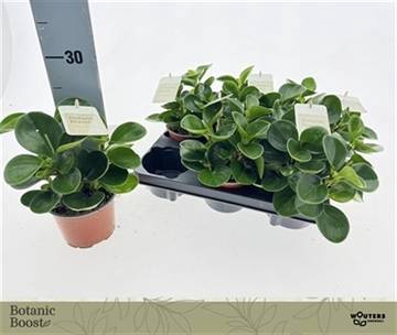 <h4>PEP OBT GREEN GOLD</h4>