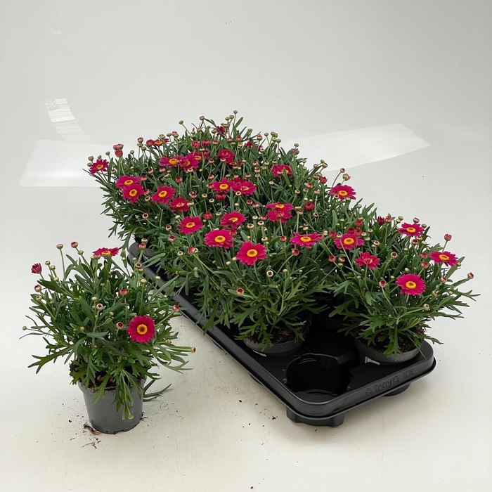 <h4>ARG LA RITA GEM</h4>