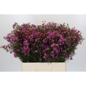 Chamelaucium Eden