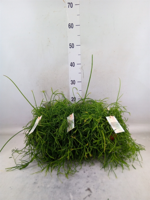 <h4>Rhipsalis baccifera 'Oasis'</h4>