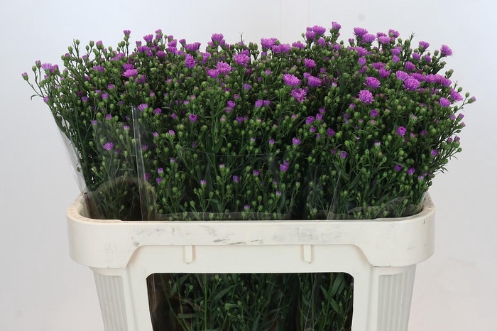 <h4>Aster Casarosa</h4>