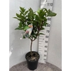 Hydr Paniculata